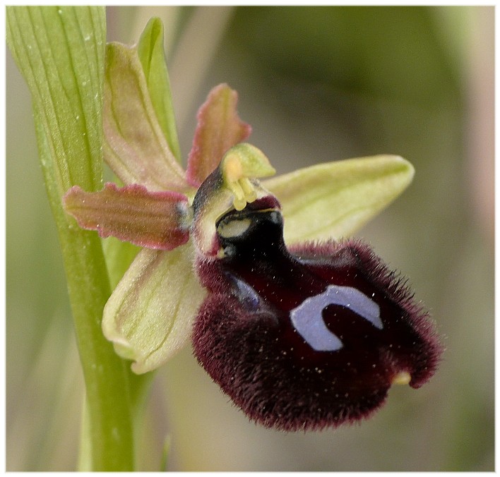 Ibrido Ophrys bertoloniiformis x O. incubacea